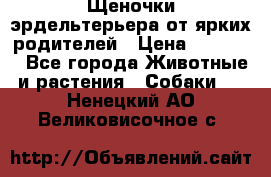 Щеночки эрдельтерьера от ярких родителей › Цена ­ 25 000 - Все города Животные и растения » Собаки   . Ненецкий АО,Великовисочное с.